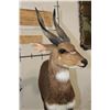 Image 5 : Life-sized BUSHBUCK on a light weight Foam Base