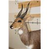 Image 6 : Life-sized BUSHBUCK on a light weight Foam Base