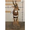 Image 8 : Life-sized BUSHBUCK on a light weight Foam Base