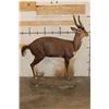 Image 9 : Life-sized BUSHBUCK on a light weight Foam Base