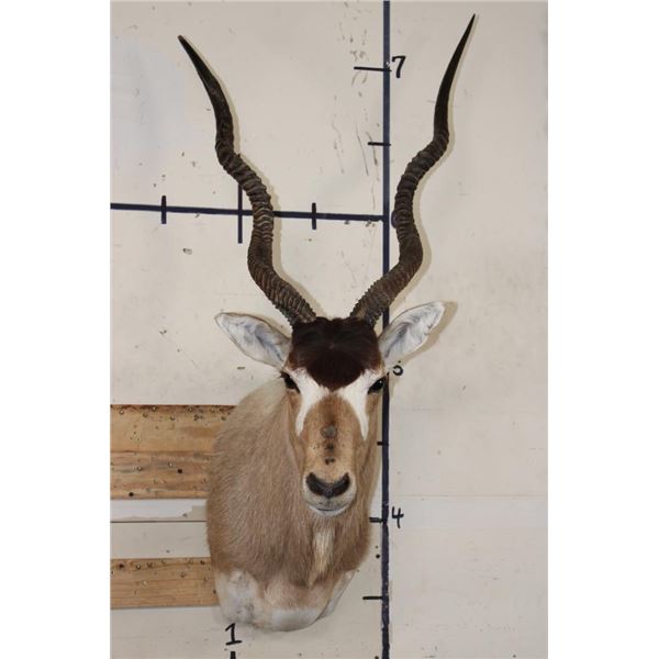 *TEXAS RESIDENTS ONLY* Big ADDAX Shoulder Mount