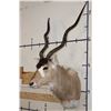 Image 3 : *TEXAS RESIDENTS ONLY* Big ADDAX Shoulder Mount