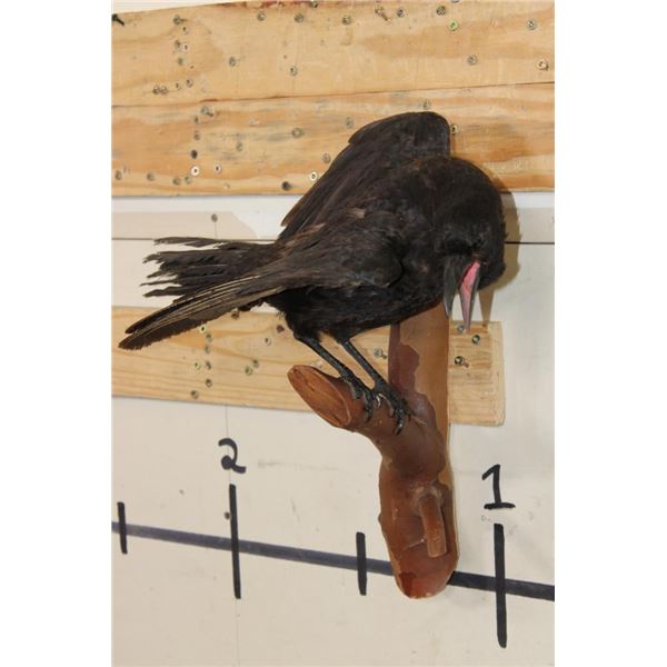 *Rarely Seen* Life-sized CARRION CROW Mounted on a Wood Perch