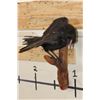 Image 1 : *Rarely Seen* Life-sized CARRION CROW Mounted on a Wood Perch