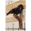 Image 2 : *Rarely Seen* Life-sized CARRION CROW Mounted on a Wood Perch