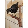 Image 3 : *Rarely Seen* Life-sized CARRION CROW Mounted on a Wood Perch