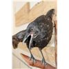 Image 4 : *Rarely Seen* Life-sized CARRION CROW Mounted on a Wood Perch
