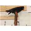 Image 6 : *Rarely Seen* Life-sized CARRION CROW Mounted on a Wood Perch