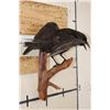 Image 7 : *Rarely Seen* Life-sized CARRION CROW Mounted on a Wood Perch