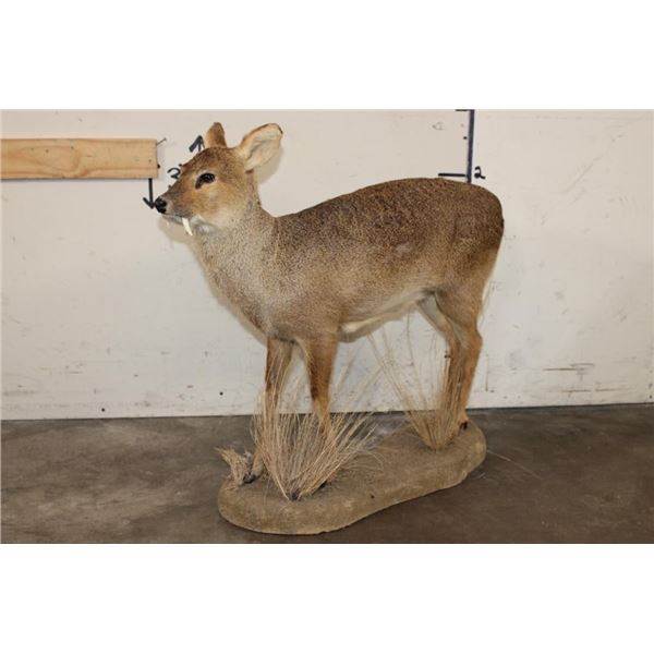 *Rarely Seen* Life-sized CHINESE WATER DEER