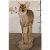 Image 2 : *Rarely Seen* Life-sized CHINESE WATER DEER
