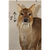 Image 3 : *Rarely Seen* Life-sized CHINESE WATER DEER