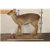 Image 4 : *Rarely Seen* Life-sized CHINESE WATER DEER
