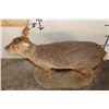 Image 5 : *Rarely Seen* Life-sized CHINESE WATER DEER