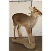 Image 6 : *Rarely Seen* Life-sized CHINESE WATER DEER