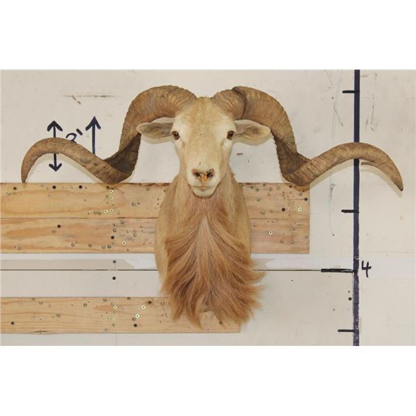 TEXAS DALL SHEEP Ram Shoulder Mount