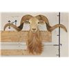 Image 1 : TEXAS DALL SHEEP Ram Shoulder Mount