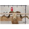 Image 2 : TEXAS DALL SHEEP Ram Shoulder Mount