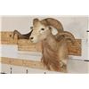 Image 3 : TEXAS DALL SHEEP Ram Shoulder Mount