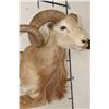 Image 5 : TEXAS DALL SHEEP Ram Shoulder Mount