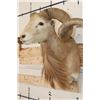 Image 7 : TEXAS DALL SHEEP Ram Shoulder Mount