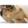 Image 8 : TEXAS DALL SHEEP Ram Shoulder Mount