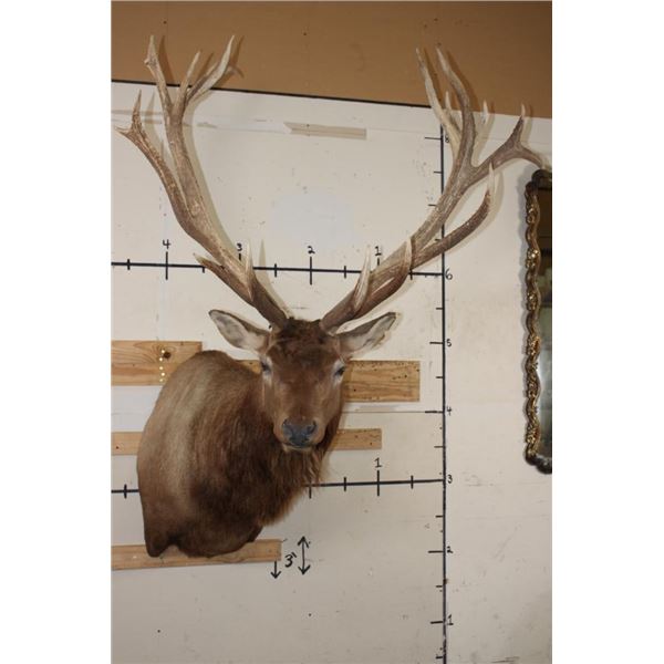 XXL 21-Point RED STAG Shoulder Mount