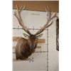 Image 1 : XXL 21-Point RED STAG Shoulder Mount