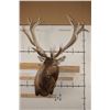 Image 2 : XXL 21-Point RED STAG Shoulder Mount