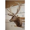 Image 3 : XXL 21-Point RED STAG Shoulder Mount