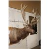 Image 4 : XXL 21-Point RED STAG Shoulder Mount