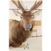 Image 6 : XXL 21-Point RED STAG Shoulder Mount