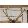 Image 8 : XXL 21-Point RED STAG Shoulder Mount