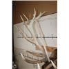 Image 9 : XXL 21-Point RED STAG Shoulder Mount