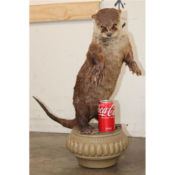 Life-sized Standing RIVER OTTER on a Decorative Base