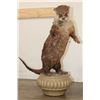 Image 2 : Life-sized Standing RIVER OTTER on a Decorative Base