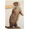 Image 3 : Life-sized Standing RIVER OTTER on a Decorative Base