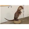 Image 4 : Life-sized Standing RIVER OTTER on a Decorative Base