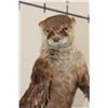 Image 6 : Life-sized Standing RIVER OTTER on a Decorative Base