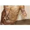 Image 7 : Life-sized Standing RIVER OTTER on a Decorative Base