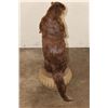 Image 9 : Life-sized Standing RIVER OTTER on a Decorative Base