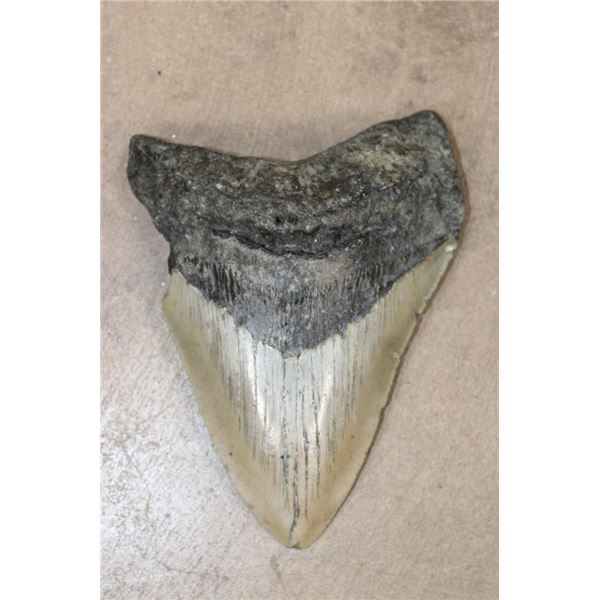 XXL MEGALODON SHARK Tooth Fossil