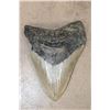 Image 1 : XXL MEGALODON SHARK Tooth Fossil