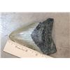 Image 2 : XXL MEGALODON SHARK Tooth Fossil