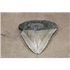 Image 3 : XXL MEGALODON SHARK Tooth Fossil