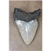 Image 7 : XXL MEGALODON SHARK Tooth Fossil
