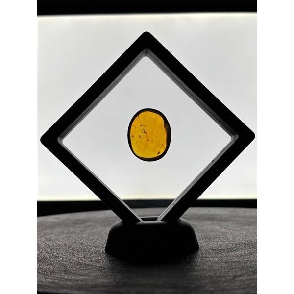 Big 23.1 ct Authentic Myanmar AMBER Plant Resin Fossil with 6 Insect Inclusions