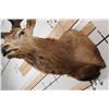 Image 10 : BIG 21-Point RED STAG Shoulder Mount