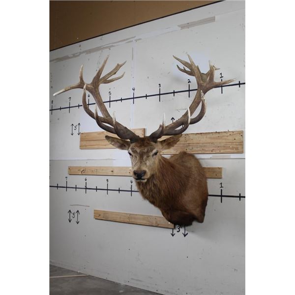 BIG 21-Point RED STAG Shoulder Mount