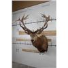 Image 1 : BIG 21-Point RED STAG Shoulder Mount